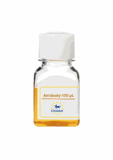 [PA019041GA01HU-100 µL] PTPN4 Antibody