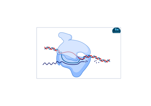 [MBT060D-​20x500U] Taq Polymerase 