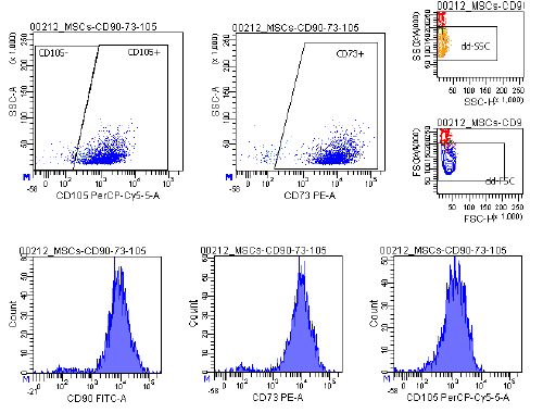 [GEN300685MA] Human Mesenchymal Stem Cells - Whartons Jelly (HMSC-WJ)